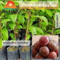 ราคา กิ่งพันธุ์เสาวรสพันธุ์ไทนุง กิ่งเสาวรส ต้นเสาวรส เสาวรส ต้นไม้ ไม้ผล ต้นพันธ์ พันธุ์ไม้ ไม้มงคล ไม้ฟอกอากาศ สวนเขาหมา... (5137249430)