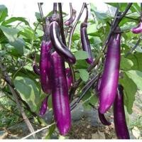 ราคา 100Seeds มะเขือยาวม่วงเมล็ดพันธุ์ อัตรางอกสูง ต้นแข็งแรง ผลยาว สีม่วงสด เนื้อแน่น เก็บเกี่ยวได้ใน 60–70 วัน (42074093354)