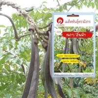 ราคา เมล็ดพันธุ์เพกา/ลิ้นฟ้า – Broken Bones Tree (เมล็ดพันธุ์คุณภาพดี) (4738559926)