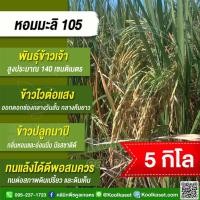 ราคา เมล็ดพันธุ์​ข้าว​ ข้าวเจ้า หอมมะลิ105 ข้าวนาปี ไวแสง หอม นุ่ม คุณภาพดี 5 กก. คูลเกษตร ไรซ์ KR1 (28926239652)