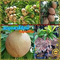 ราคา (1ต้น)ละมุดสาลี่ยักษ์พร้อมจัดส่ง ต้นเสียบยอด ให้ผลดก ติดผลเร็ว ลำต้นสูง 35-40 ซม พร้อมส่ง (3356626287)