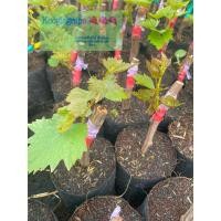 ราคา กิ่งองุ่นพันธุ์ นิ้วแม่มดแดง ตอป่าติดตาปักชำ (19384764713)