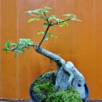 ราคา บอนไซหมาก เมเปิ้ลอายุ 5 ปี ใบหอม มี รากอากาศ (16553931232)