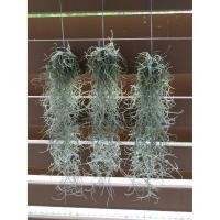 ราคา ไม้มหัศจรรย์ เคราฤาษี กรองฝุ่นpm2.5 Spanish moss (5546267161)