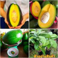 ราคา (1ต้น) เพาะเมล็ด ต้น อโวคาโด้ยักษ์ ต้นโวคาโด้ยักษ์ โวคาโด้ ยักษ์ ต้นโวคาโด้ อะโวคาโด อโวคาโด avocado ยักษ์ไต้หวัน (14961297818)