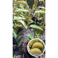 ราคา ต้นทุเรียนนกกระจิบหรือนกหยิบ ทุเรียนพื้นเมืองของดีเมืองระยองเนื้อสีเหลือง เนื้อหนาเมล็ดลีบ สูง 40-60 cm. (1ต้น/แพ็ค) (3940063285)