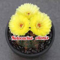 ราคา แคคตัส โนโตแคคตัสออทโตนิส(Notocactus ottonis) ดอกเหลืองใหญ่ (18847072894)