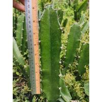 ราคา คัดตอคุณภาพดี ตอสามเหลี่ยม 9 นิ้ว ตัดสด Cactus แคคตัส กระบองเพชร ราคาถูก สามเหลี่ยม 3เหลี่ยม ตอ ตลาดตอ ตอกราฟ (10629754541)