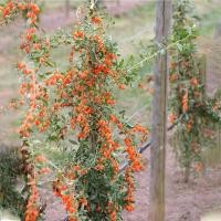 ราคา เก๋ากี้ /โกจิเบอรี่ พันธุ์ใบยาวหรือพันธุ์หนิงเซี้ย เป็นเก๋ากี้แดงอายุประมาณ 2ปี สูง 30-60 ซม (29710794870)