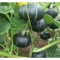 ราคา เมล็ดพันธุ์ ฟักทองญี่ปุ่น ฟักทองพวงญี่ปุ่น สีเขียว [10 แถม 1 คละได้] (8391867249)