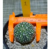 ราคา แอสโตร แอสโตรไฟตัม ไม้เพาะเมล็ด ชุดที่1Astrophytum แคคตัส กระบองเพชร (4753642775)