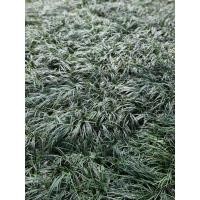 ราคา ต้นหนวดปลาดุก มีรากแล้วพร้อมส่งราคาถูก (4467984927)