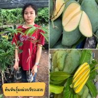 ราคา กิ่งพันธุ์มะม่วงเขียวเสวย (1ต้น) มะม่วงเขียวเสวย ขนาด35-40ซม. เขียวเสวย ต้นพันธุ์พร้อมปลูก (9141429785)