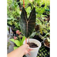 ราคา บอนดำสตูลกระดูกชมพู ‼️ (9888912789)