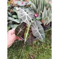 ราคา แก้วสารพัดนึก อโลคาเซีย ( Alocasia ) ต้นแก้วหน้าม้า หรือ ต้นแก้วสารพัดนึก ต้นไม้มงคล โชคมา บารมีเกิด สมปรารถนา (9583018680)
