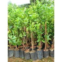ราคา ต้นมะนาวแป้นพิจิตร มะนาว ผลมะนาว มะนาว ผักสวนครัว สวนเขาหมาก (8769706547)