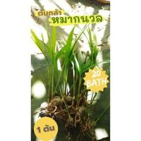 ราคา ต้นหมาก​ [ต้นกล้าหมากนวล]​ (Adonidia merrillii)​ ต้นละ 20 บาท ความสูง 15-30 เซนติเมตร จัดส่งแบบถอดราก (26185949012)