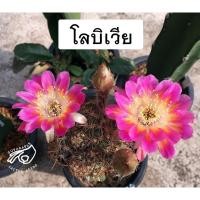 ราคา โลบิเวีย Lobivia โลบีเวีย sa34 หน่อเด็ดสด หน่อ อิชินอป Echinopsis อิชินอปซิส กระบองเพชร แคคตัส สวน เมล็ดกระบองเพชร (15748534122)