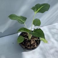 ราคา เสน่ห์จันทร์ขาว(ว่าน) (20706799980)