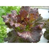 ราคา ผักสลัดเรดบัตตาเวีย เมล็ดพันธุ์ สำหรับปลูก 90-200 เมล็ด มีคู่มือปลูก (28173120046)