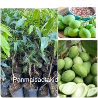 ราคา ต้นมะม่วงเบาใต้ มะม่วงเบาใต้ เสียบยอดแท้ (12660128913)