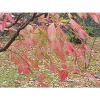 ราคา เมล็ด 10เมล็ด Acer maximovitinum, เมเปิ้ลของ Nikko, Acer nikoense ผักบุ้ง (23134212828)