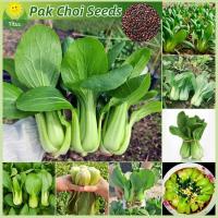 ราคา เมล็ดพันธุ์ ผักเบบี้ฮ้องเต้ บรรจุ 200 เมล็ด Pak Choi Seeds กวางตุ้งฮ่องเต้ เมล็ดพันธุ์ผัก ผักกาด กวางตุ้ง ผักออร์แกนิก (25935739235)