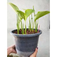 ราคา ว่านพะตะบะ 1ต้น(ถอนต้นล้างราก) ขับไล่สิ่งไม่ดี สมุนไพร ว่านพระตะบะ ว่านพระยาตะบะ ต้นพะตะบะ ไม้มงคล สมุนไพร พระตะบะ (18689932987)