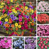 ราคา ผสมเมล็ดดอกไม้เช้า / เมล็ดดอกพิทูเนีย (1000 เมล็ด) พืชพิทูเนียแขวนดอกไม้สวยงาม เมล็ดบอนไซ (40410533559)