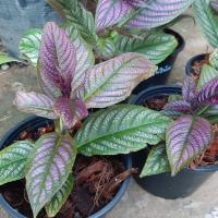 ราคา นาคบริพัตร ใบสีม่วงไม้มงคล (9853417174)