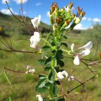 ราคา 300 เมล็ด ผักเสี้ยน ผักเสี้ยนขาว ผักส้มเสี้ยน ผักเสี้ยนผีจีน Cleome gynandra L โตได้ทุกที่ (29492792398)