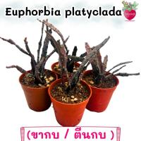ราคา Euphorbia platyclada ขากบ ยูโฟเบีย ตีนกบ ไม้สะสม กระถาง2นิ้ว (26435879606)