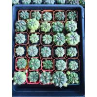 ราคา แคคตัส/กระบองเพชร ยิมโนแม่ลูกดก ราคาถูก ๆ กระถาง 2” ราคา 8.- (8291697132)