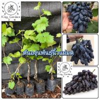 ราคา ต้นองุ่นพันธุ์นิ้วแม่มดองุ่นเสียบยอดองุ่นเสียบยอดต้นสูงประมาณ 50 ถึง 60 เซนติเมตร_nhongontayden (27457645552)