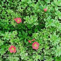 ราคา คุณนายตื่นสาย ใบด่าง ดอกสีแดงอมส้ม (5069312982)