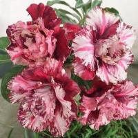 ราคา 4 เมล็ด ชวนชม สายพันธุ์ Ashwani สีแดง กุหลาบทะเลทราย Desert Rose Adenium Seeds (23871446619)