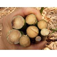 ราคา ไผ่ตันมหาอุต ตันโคนยันปลายตันทุกกิ่ง (23379242177)