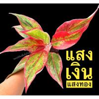 ราคา ต้นแสงเงินแสงทอง (ไม้ร่ม) 1ต้นก็ส่งค่ะ ขนาด 3 นิ้ว (3535207174)