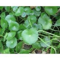 ราคา ต้นพันธุ์ ผักแว่น (ผักแว่นน้ำ) ผักลิ้นปี่ หรือ หนูเต๊าะ ต้นละ 29 บาท ผักพื้นบ้านปลอดสารพิษ พร้อมปลูกในถุงดำ (18194418483)