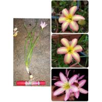 ราคา บัวดิน โรส เพอร์เฟคชั่น รอบหัว 4-5cm. (633785259)