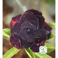 ราคา ต้นชวนชมดอกซ้อน ชวนชมดอกกุหลาบ ไม้มงคล ขนาดกระถาง 6 นิ้ว #7695 (25405568891)