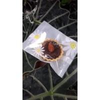 ราคา ทาร์ตบราวนี่เข้นข้นหนึบหนับ (11844095858)