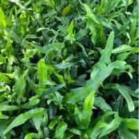 ราคา เฟิร์นฮาวาย ส่งแบบถุงดำ 5.5 นิ้ว 30 บาท (14228055515)