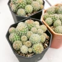 ราคา กระบองเพชร แมม ฮุยท์ เพาะเมล็ด ส่งทั้งกระถางขนาด 2นิ้ว, Mammillaria huitzilopochtli (13310561809)