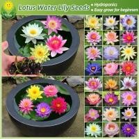 ราคา เมล็ดพันธุ์บัวจิ๋ว เมล็ดดอกบัว บรรจุ 20 เมล็ด Lotus Water Lily Seeds บอนสี เมล็ดดอกไม้ เมล็ดบัวแคระ บอนไซ เมล็ดดอกบัวน้ำ (27910407767)