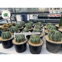 ราคา อิชินอป บอลลูน, อิชินอปนูปต้า, Echinopsis Subdanudata (9025212817)