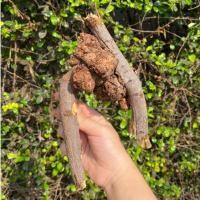 ราคา กาฝากไม้พยุง ไม้มงคลสำหรับบูชา สรรพคุณ ส่งเสริมความมงคลเจริญรุ่งเรือง สำเร็จสมปรารถนา เมตตามหาเสน่ห์ มีพุทธคุณในตัว (18676704316)