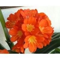 ราคา ต้น คลิเวีย (Clivia) หรือ ว่านสิบแสน ไม้ดอกสวย สีสรรสดใส สวยงาม ดูแลง่าย เหมาะปลูกในบ้าน ในออฟฟิต แต่งสวน (6115336738)