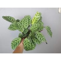 ราคา (1ต้น) ต้น คล้าม้าลายแคระ ต้นคล้าม้าลายแคระ ต้นคล้าม้าลาย แคระ พิชิต (12397049068)