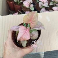 ราคา เก็บโค้ดหน้าร้าน+โค้ดส่งฟรีเก็บหน้าร้าน ☘️ออมชมพู ☘️PinkSyngonium ต้นออมชมพู ต้นไม้มงคล (10534865735)